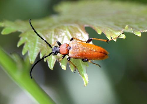 Stictoleptura rubra